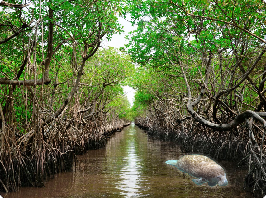 a photo of a manatee swimming in a mangrove