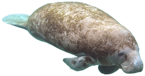 a photo of a manatee swimming