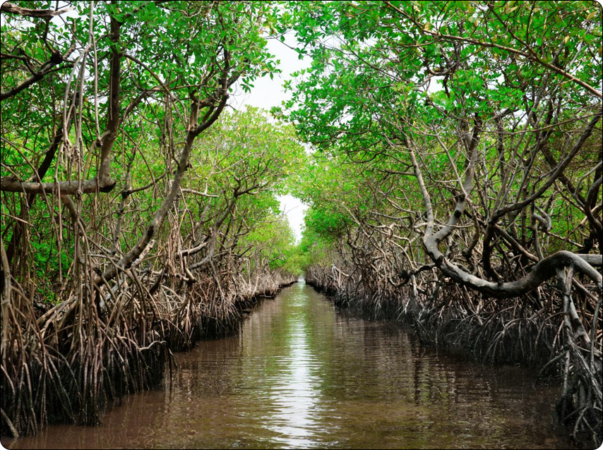 a photo of a mangrove