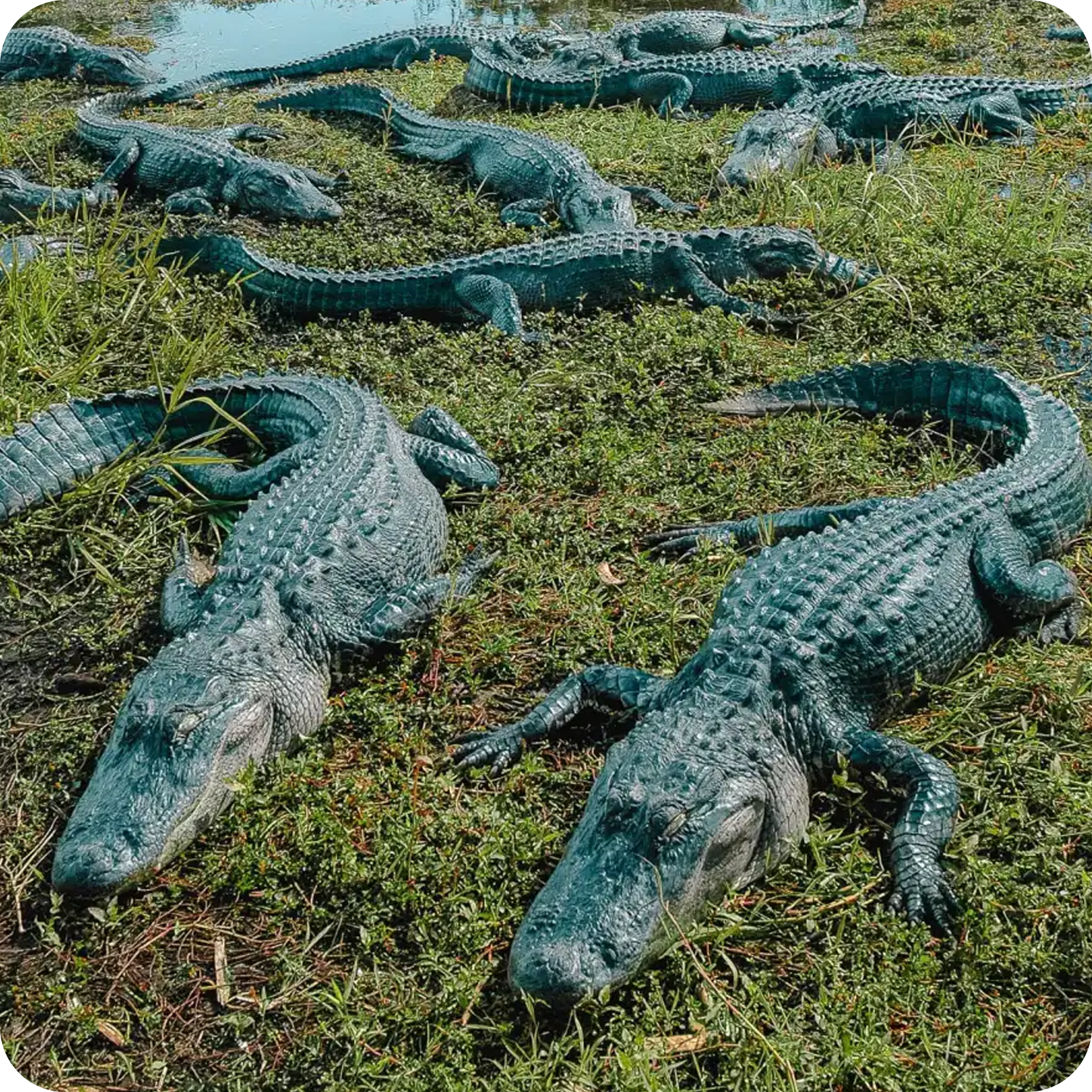 a photo of manye alligators in the everglades-the everglades florida