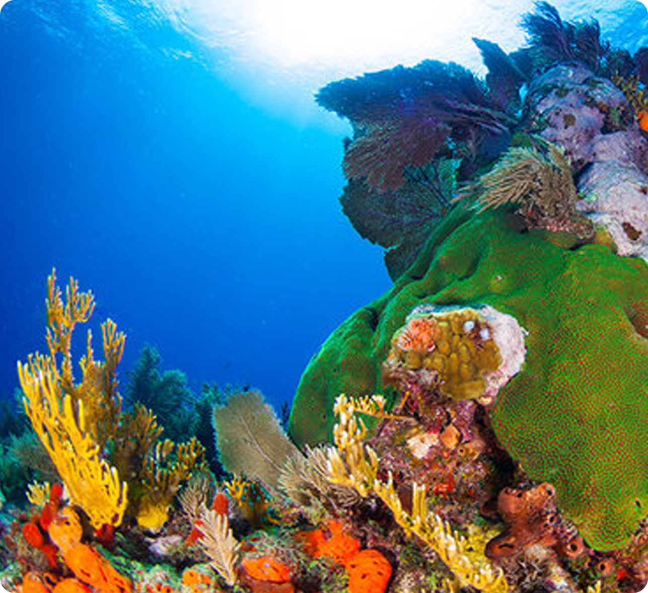 image of a coral reel in the florida keys-flordia keys florida