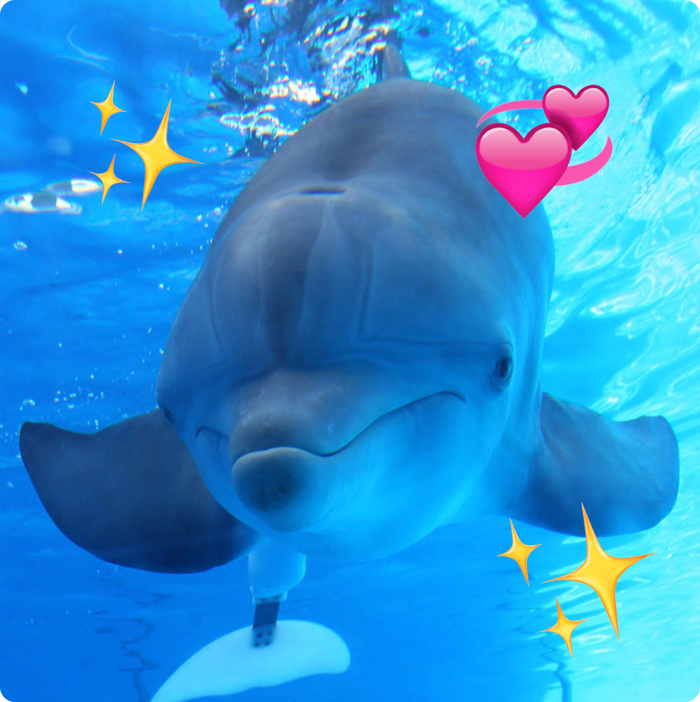 picture of winter the dolphin