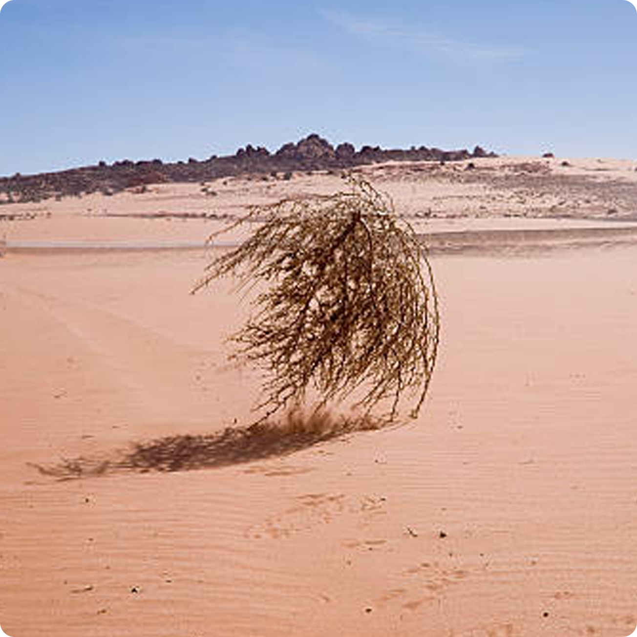 tumbleweed in the desert-florida panhandle